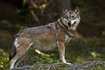 Wolf - Bayerischer Wald